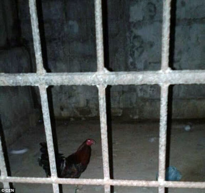Rooster Arrested & Locked in Prison for causing Trouble in Peru (See Photos)
