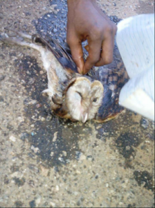 Photos of a Woman who allegedly Transformed into an Owl in Lagos